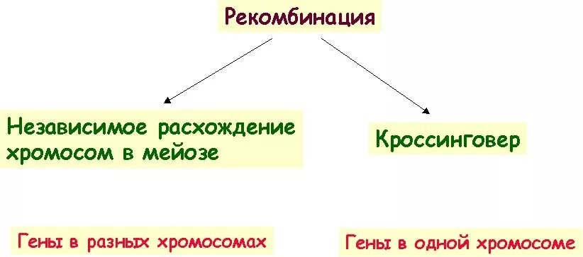 Независимое расхождение хромосом в мейозе кроссинговер