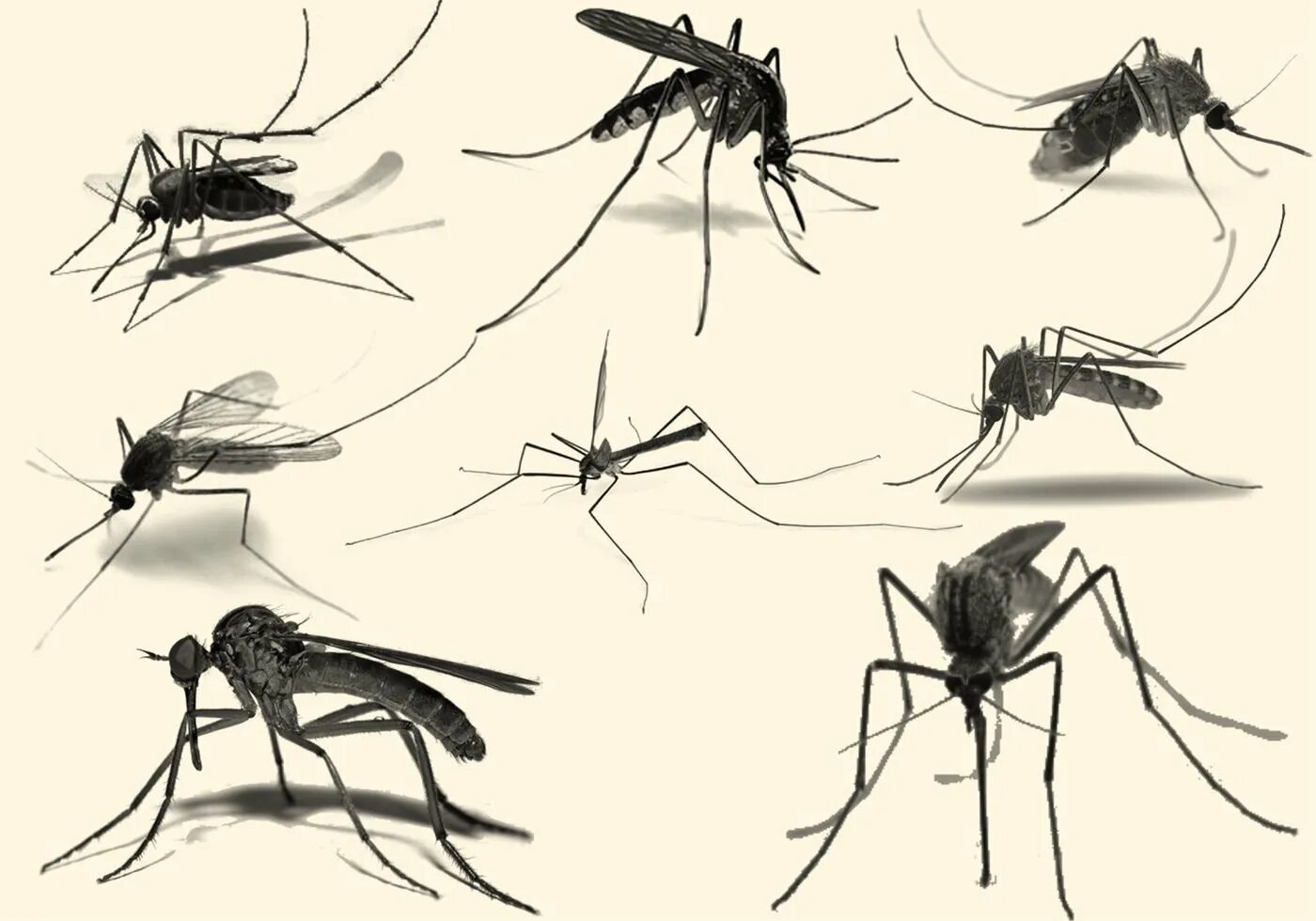 Комаров погуляет. Комар. Комар иллюстрация. Комар для детей. Маленькие комары.
