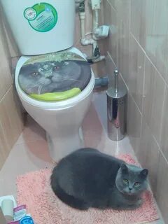 Смешные картинки в туалет