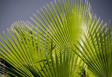 Tropical plant