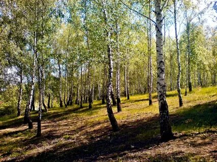 Кп березовая роща