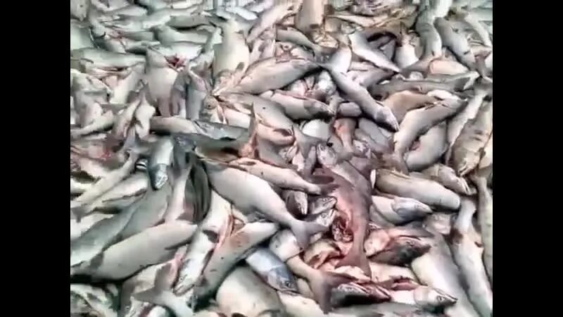 Выброшенная рыба на Дальнем востоке. Выброшенная рыба на Камчатке. Фотографии выброшенная рыба кучи.