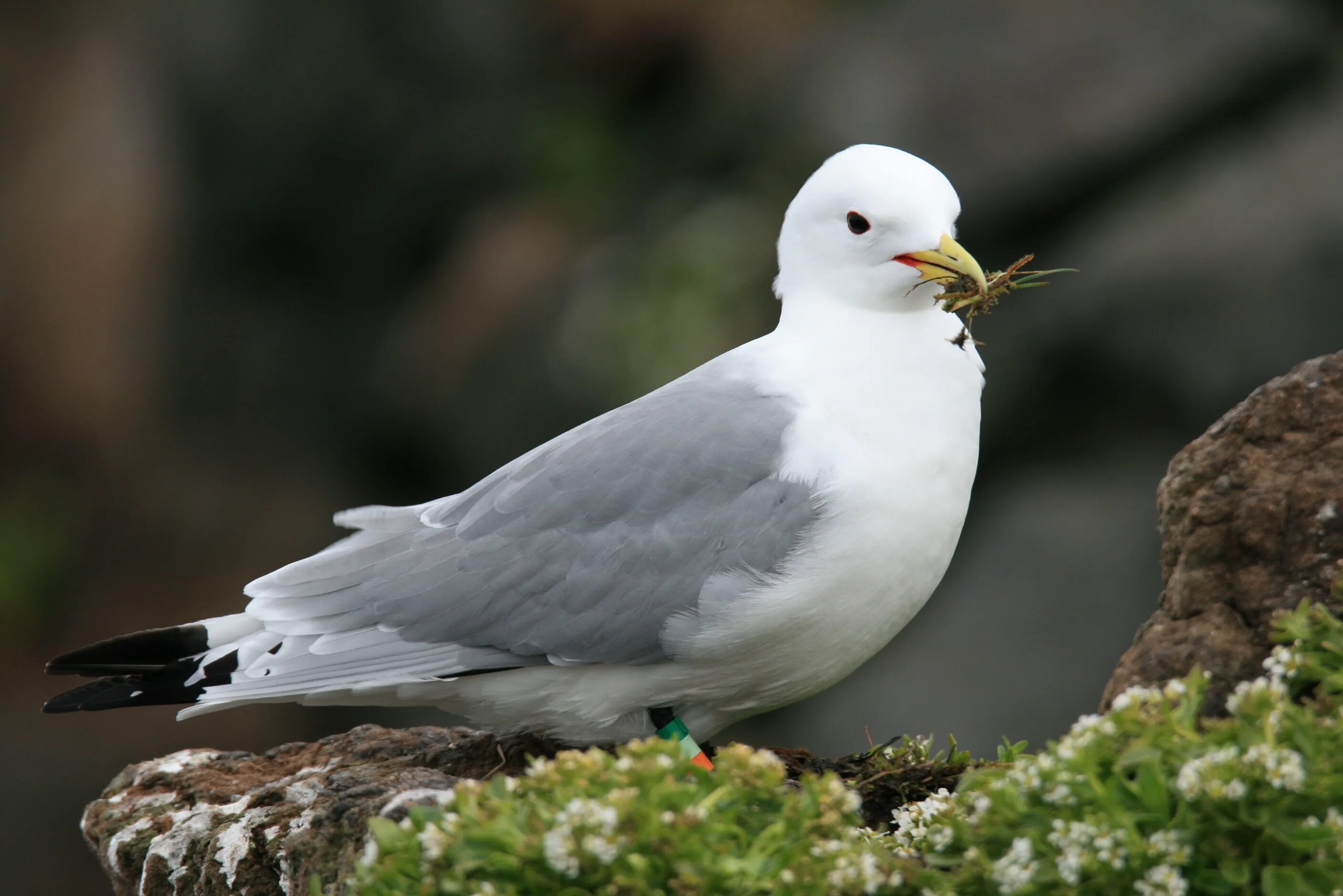 Буревестник глупыш птица. Глупыш (Fulmarus glacialis). Северный глупыш птенец. Глупыш Северный (Fulmarus glacialis).