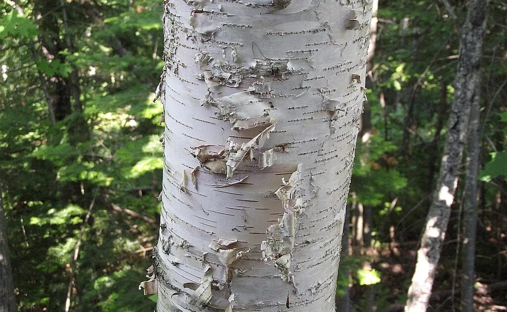 На березке появились. Betula papyrifera. Что такое перепер у берёзы. Американская береза. Дерево с коричневой берестой.