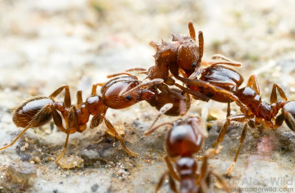 Муравьи-суперсолдаты ( Pheidole). Красные муравьи термиты. Муравей воин. Битва муравьев.