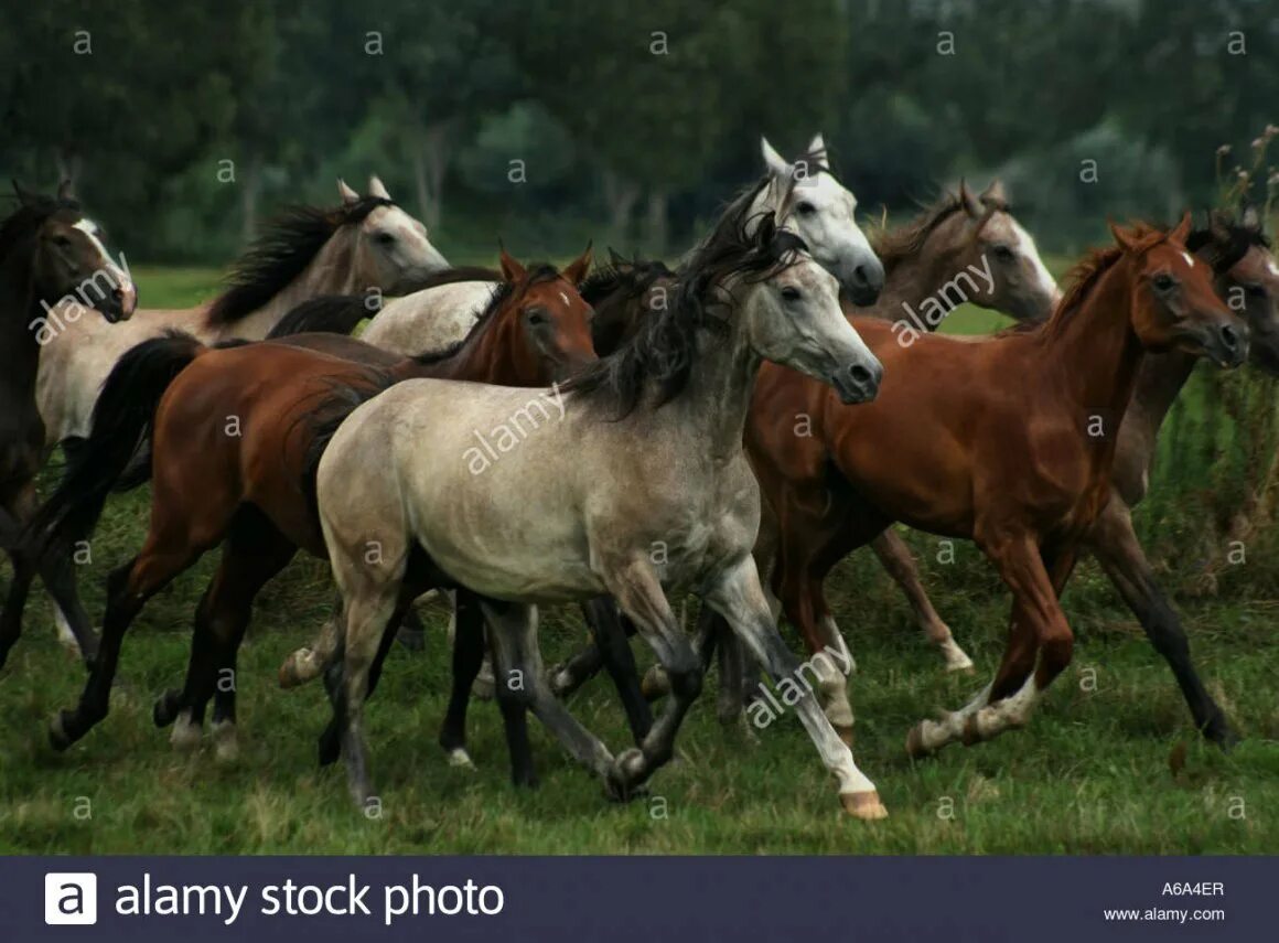 Несколько лошадок. Табун лошадей. Стадо лошадей. Много лошадей. Много красивых лошадей.