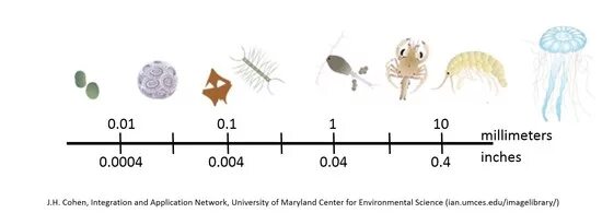 Фитопланктон виды. Зоопланктон виды. Планктон размер. Зоопланктон Размеры.
