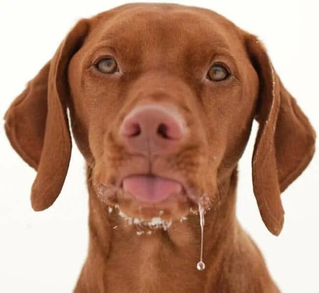 вкусные слюни