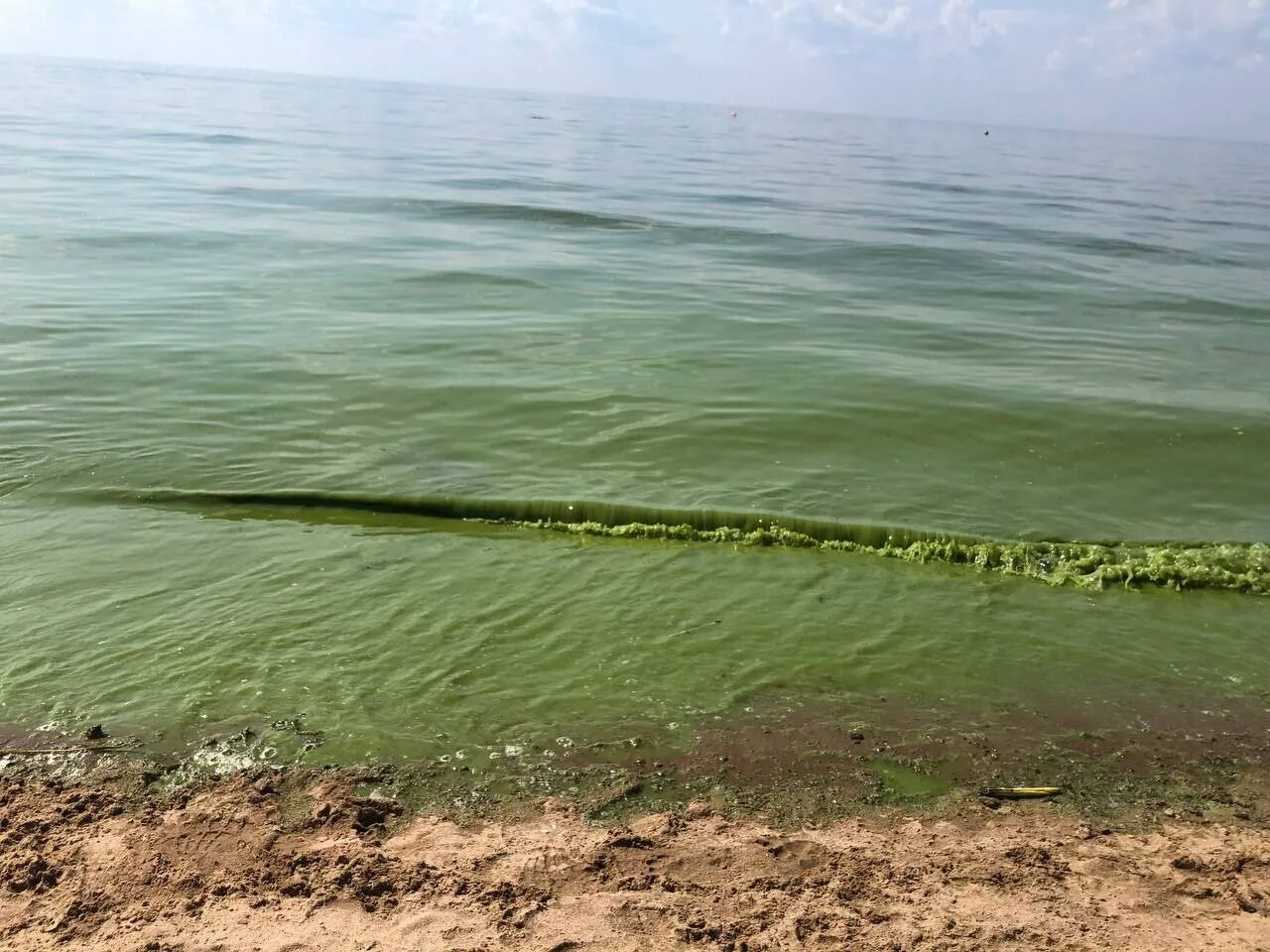 Погода сухими и вода. Цветение воды финский залив. Нахимовское озеро синезеленые водоросли. Водоросли финского залива. Синезеленые водоросли в финском заливе.