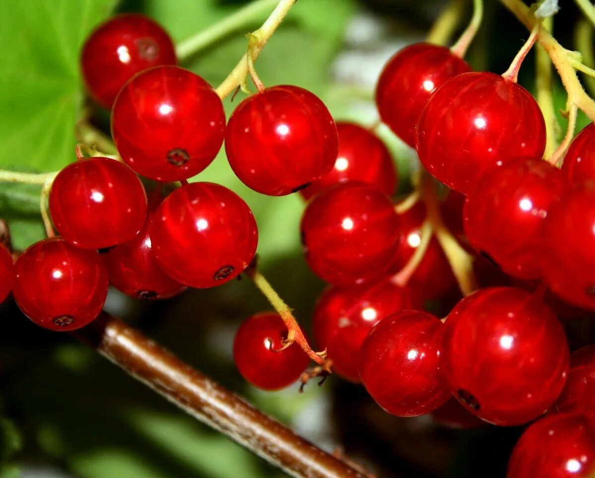 Смородина поречка красная. Земляничка фото. Смородина красная - ribes rubrum. Мак цветок листья. Красный июнь.