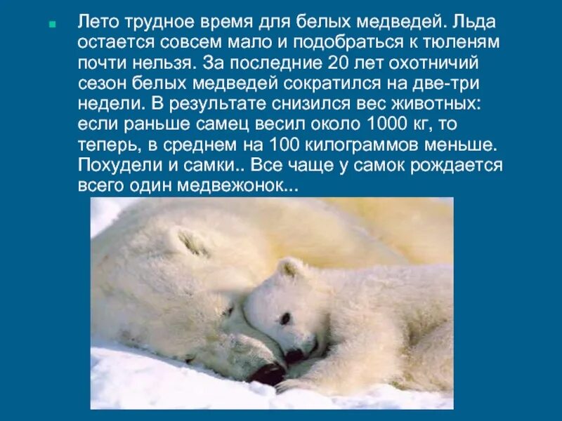 Презентация на тему белый медведь. Рассказ о белом медведе. Факты о белом медведе. Белый медведь рассказ для детей. Белый медведь рассказ для детей.