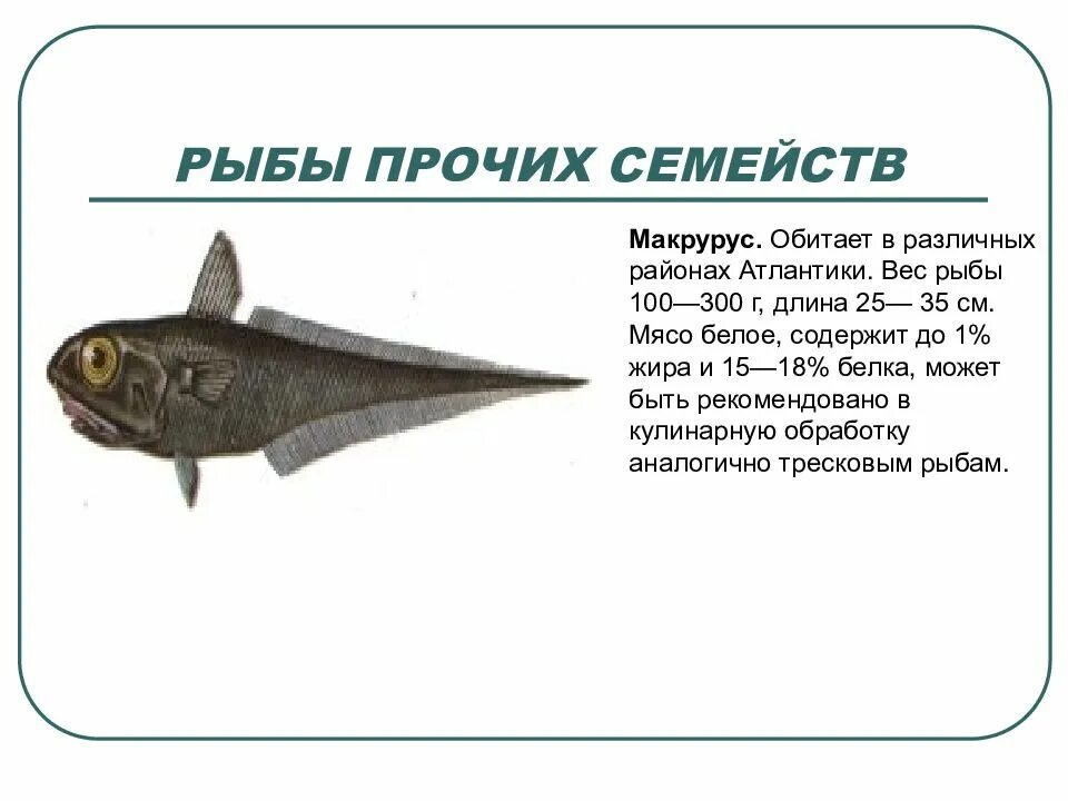 Рыба макрурус что это за рыба отзывы. Рыба макрурус. мокроус рыба. макрурусы промысловая рыба. макрурус строение.