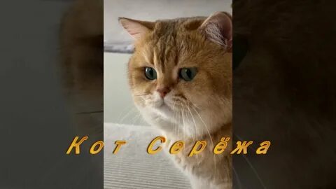 Кот сережа