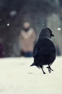 Ворон на снегу