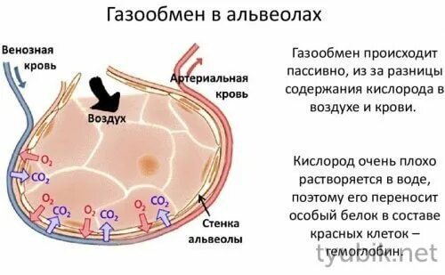 Какой процесс происходит в альвеолах. Схема газообмена в альвеолах. газообмен в альвеолах легких. как происходит газообмен в альвеолах. процесс газообмена в альвеоле.