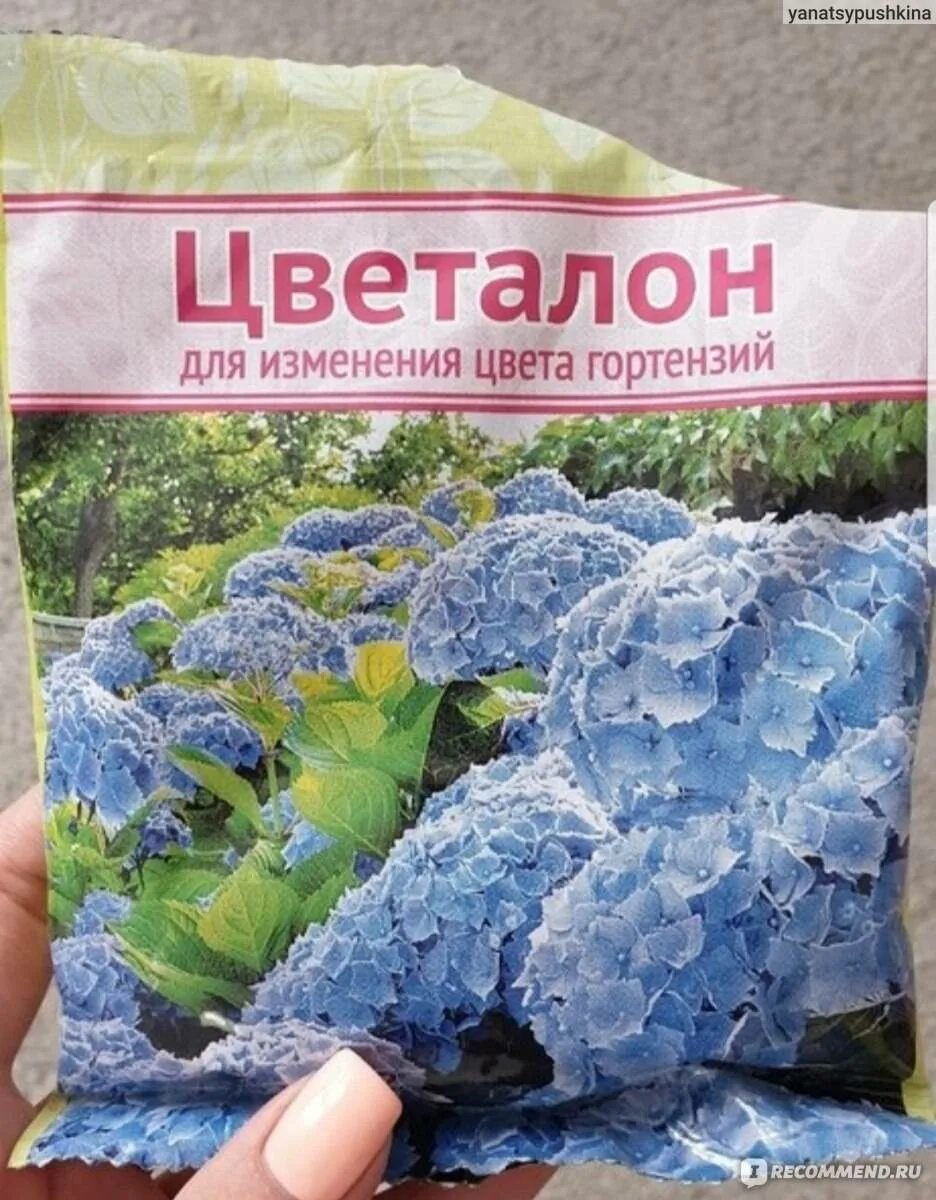 Для изменения цвета гортензии. Препараты для изменения цвета гортензии. Почва для гортензии.