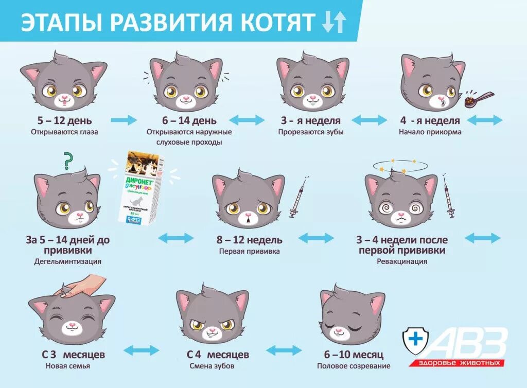 Как узнать срок кошки. Как определить Возраст котенка до года. Этапы развития котят. Как определить возросте котёнка. Стадии развития котенка.