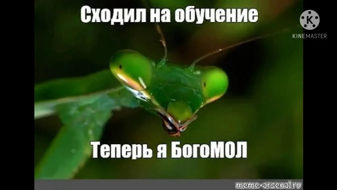 Жук богомол. Смешной богомол. Богомол песня. Самец богомола. Самец богомола.