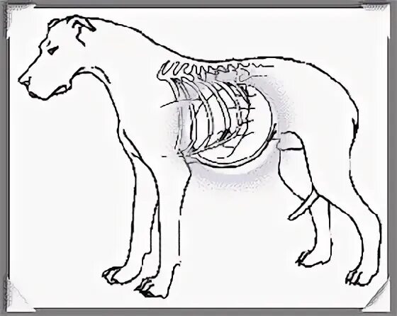 Заворот желудка у собаки рентген. Расширение желудка у собаки рентген. У собаки растет живот