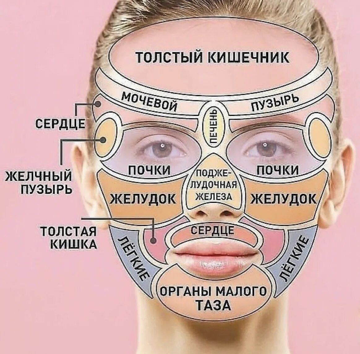 На лбу и с каждым. Зоны появления прыщей на лице. Прыщи на лице органы. Зоны высыпания прыщей на лице. Карта прыщей на лице.