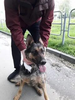 Овчарка полтора года