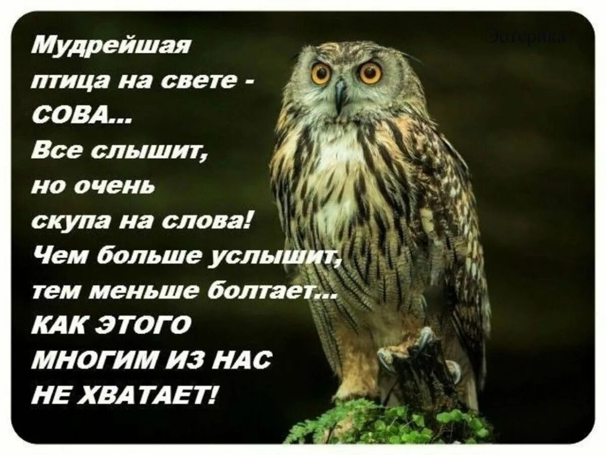 Сова мудрости. Мудрая Сова. Высказывания мудрой Совы. Мудрая птица. Много видит и слышит