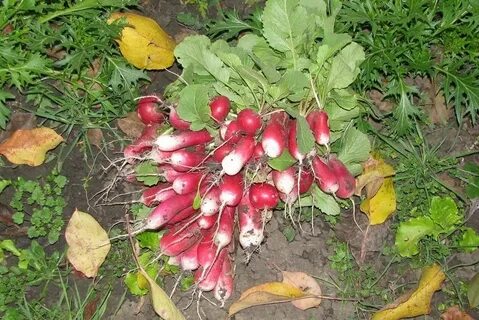 Редис осенью в теплице