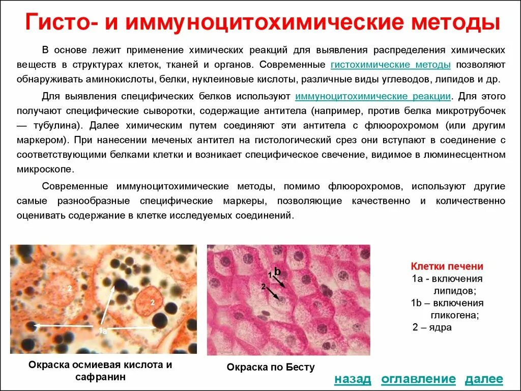 Клетки печени в крови. Гистохимические методы исследования в цитологии. Метод исследование в гистологии цитология. Методы исследования кожи в гистологии. Методы исследования в цитологии и гистологии.