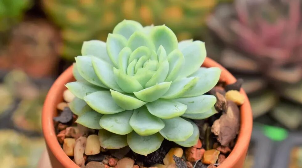 Как выглядит цветок суккулент Echeveria 'Imbricata' (Blue Rose) World of Succulents Echeveria imbricata, Typ