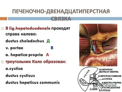 Печень в двенадцатиперстную