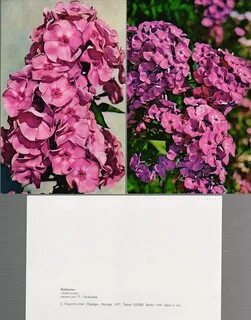 Флоксы селекция