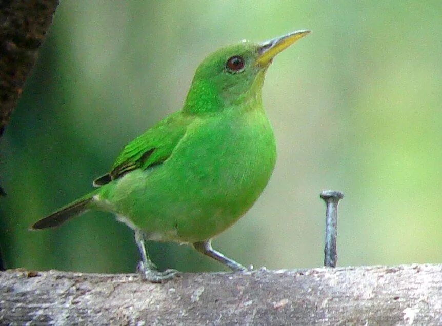 Зеленая птичка название. Зеленая птица. Маленькая зеленая птичка. Птица с зеленым оперением. Птица салатового цвета.