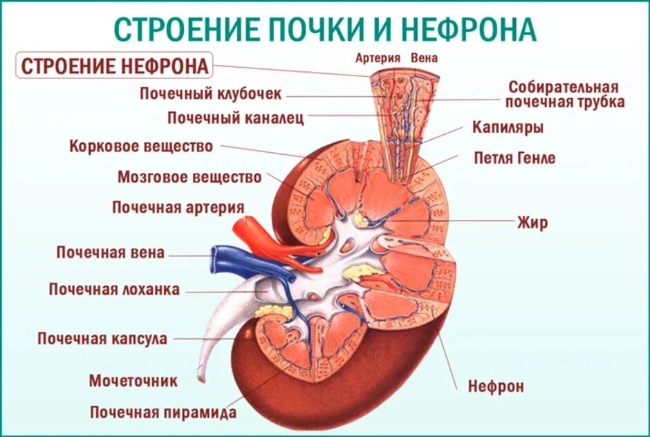Почки 2 значения. Строение нефрона почки человека. анатомическое строение почки и нефрона. внутреннее строение почки нефрон. строение нефрона почки анатомия.