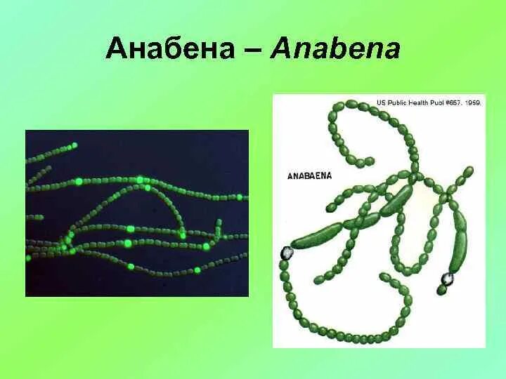 Анабена. Анабена акинета. акинеты цианобактерий. anabaena цианобактерия строение. анабена водоросли.