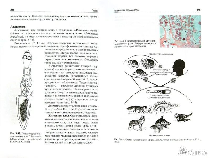 Паразитология болезни животных. Медицинская паразитология ходжаян козлова. медицинская паразитология в таблицах и схемах. медицинская паразитология и паразитарные болезни. таблицы по медицинской паразитологии.