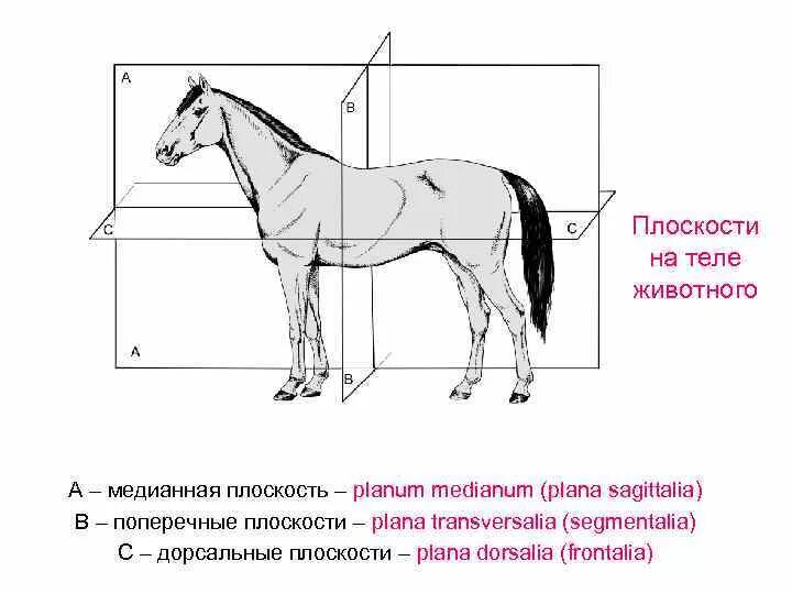 Срединная плоскость в анатомии животных. Срединная сагиттальная плоскость животные. Плоскости и направления в теле животного анатомия. Сагиттальная плоскость Ветеринария. Каудальное направление