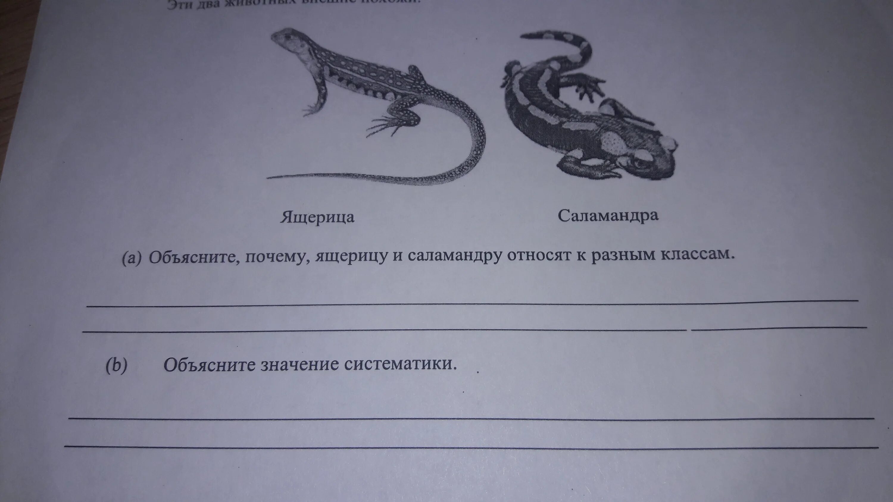 Ящерица суффикс. Задания про ящерицу. Саламандра и ящерица в чем разница. Ящерица и саламандра отличия. Сходство ящерицы и Тритона.