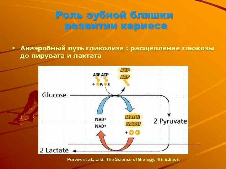 Гликолиз глюкозы до пирувата. Глюконеогенез биохимия схема. Глюкоза гликолиз пируват. Глюкоза гликолиз пируват. Глюкоза гликолиз пируват.