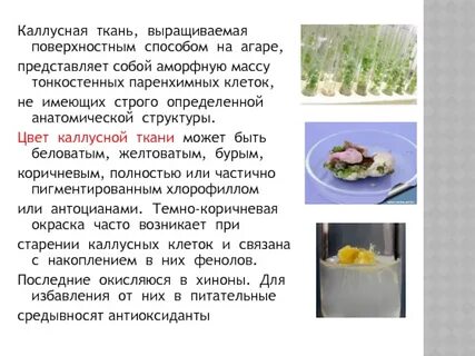 Культура питательных тканей
