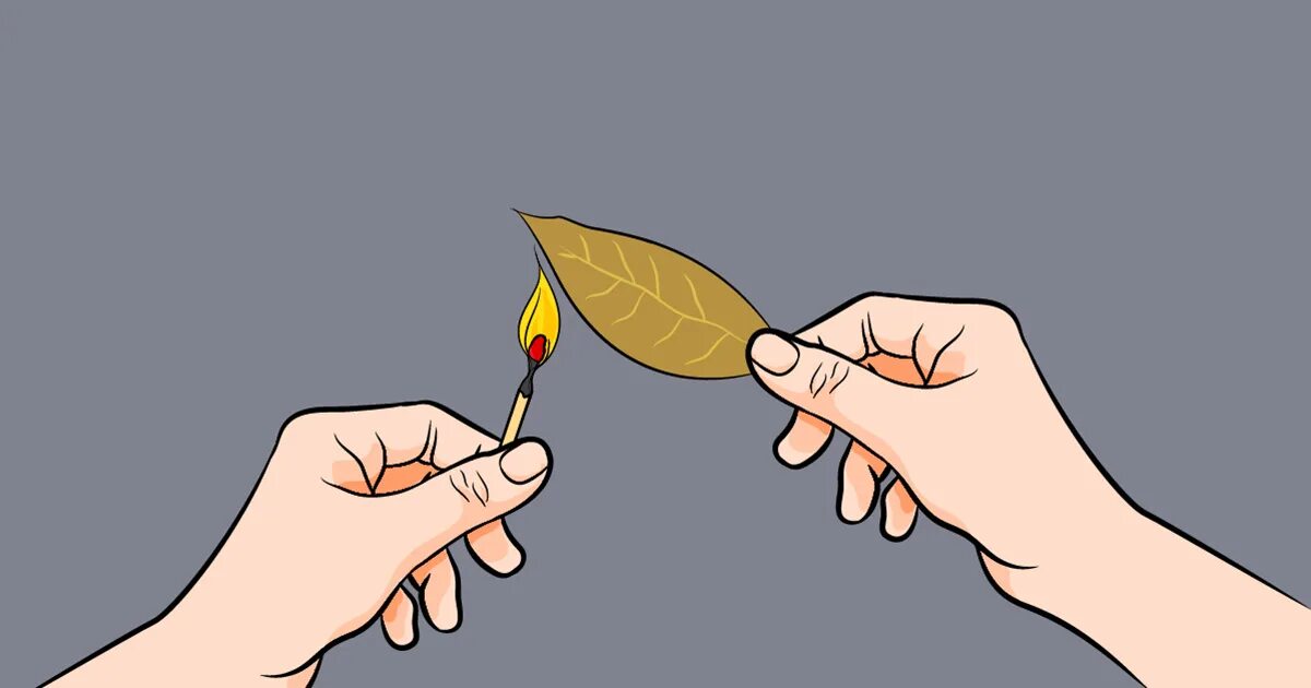 поджигание лаврового листа в доме. лавровый лист. лавровый лист горит. окуривание лавровым листом. зачем сжигают лавровый лист.