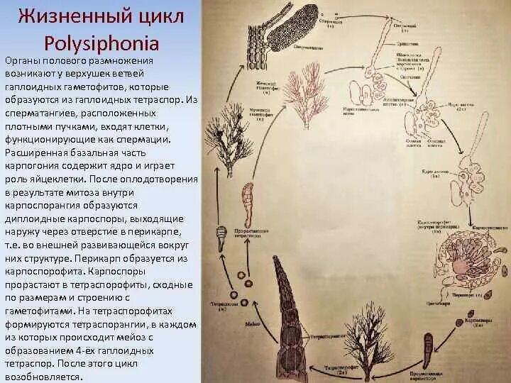 На этой структуре развивается несколько гаметофитов. Жизненный цикл дафнии. Жизненный цикл Porphyra. Гинкговые строение гаметофита. Жизненный цикл дафнии схема.