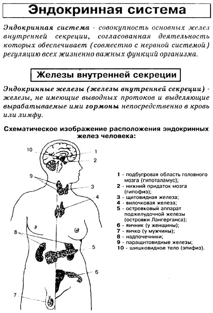 Железы тема. Эндокринная система железы внутренней секреции схема. эндокринная система железы внутренней секреции таблица. железы внутренней секреции надпочечники функции. функции желез внутренней секреции эндокринные.
