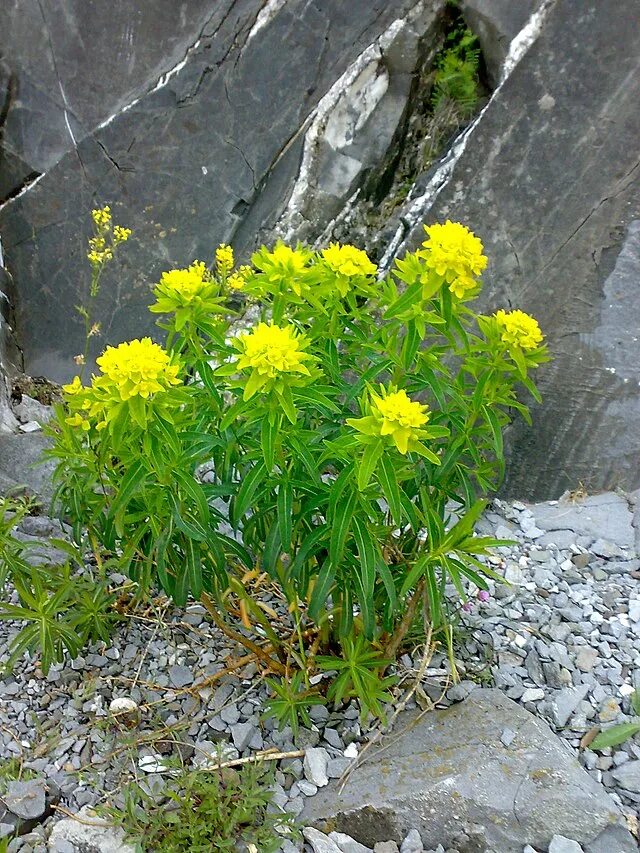 Молочай медонос. Цветок молочай беложильчатый. Молочай (euphorbia). Малочайные растения фото. Малочайные растения фото.