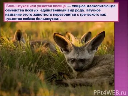 Известно что обыкновенная лисица хищное позвоночное млекопитающее