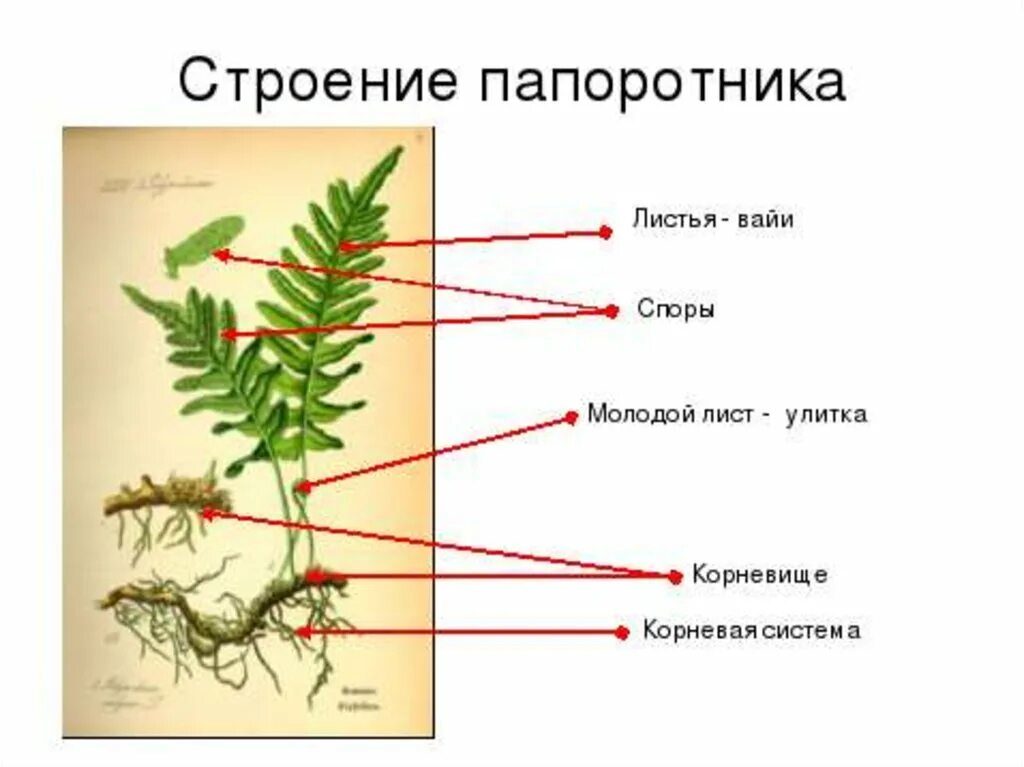 Изучение внешнего строения папоротника лабораторная работа 6 класс. Строение папоротника биология. Изучение внешнего строения папоротника лабораторная работа 7 класс. Строение спороносящего папорот. Каким номером на схеме обозначена спора папоротника