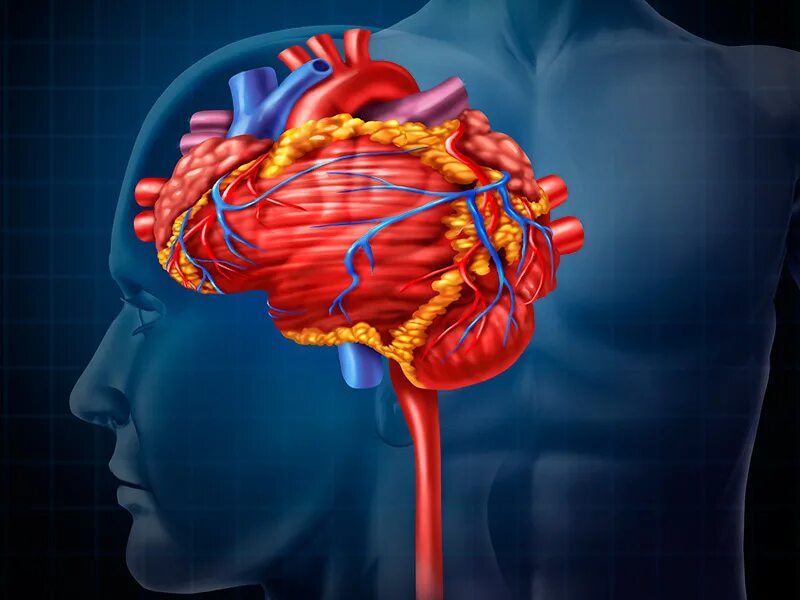 Снимки мозга и сердце. Мозг и сердце. Сердце и головной мозг.