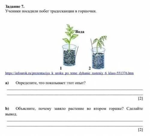 Объясните почему растение во втором стакане завяло. Объясните почему растение во втором стакане завяло. Корни растений дышат. Опыты с водой и растениями. Опыты с растениями.