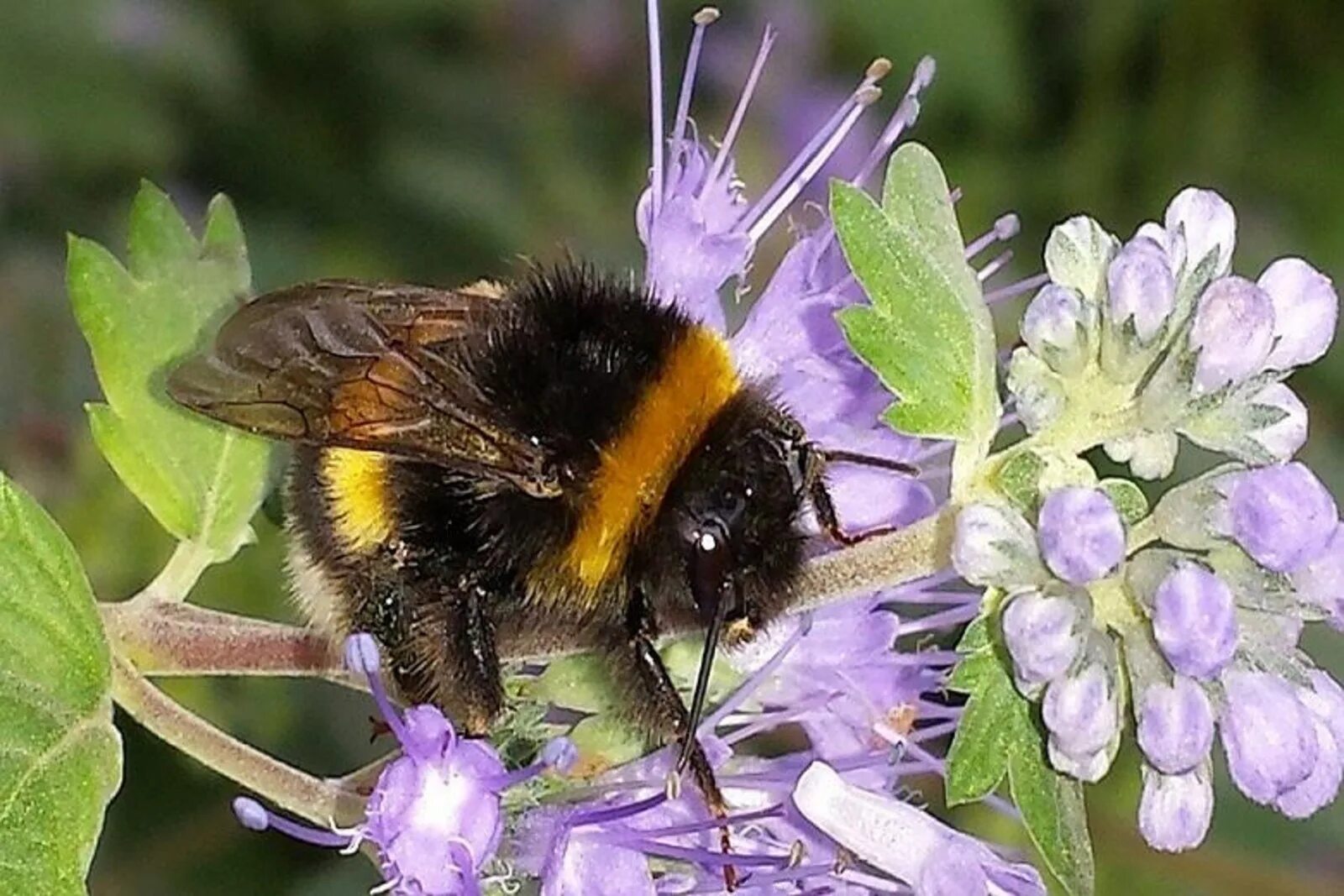 Шмелиное гнездо. Bombus шмель гнездо. Макромир шмели. Шмель подземный. Шмель в пыльце.