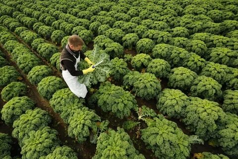 Капуста кейл выращивание
