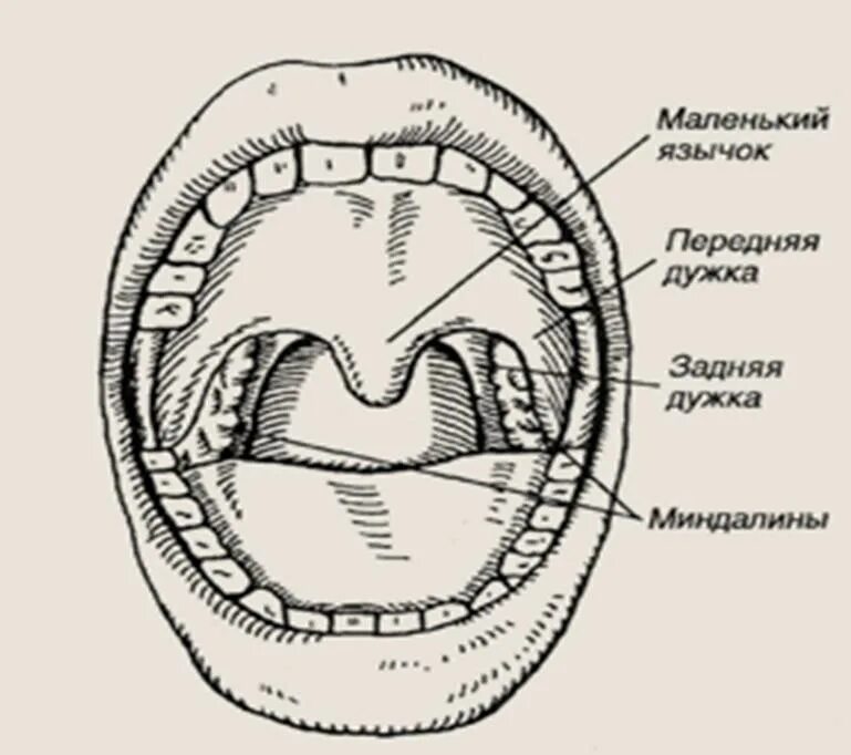 Строение зева полости рта. Анатомия зева строение небных миндалин. Строение ротовой полости миндалины. Валики глотки